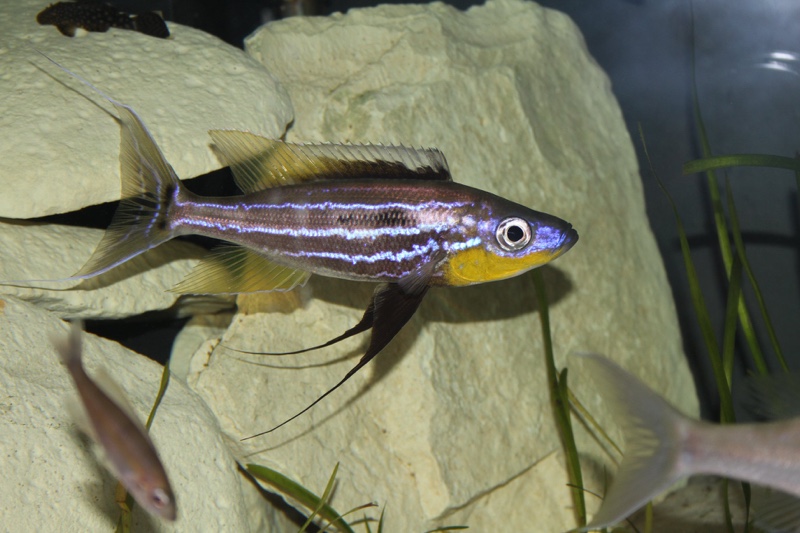 Benthochromis horii 'Mvuna Island'